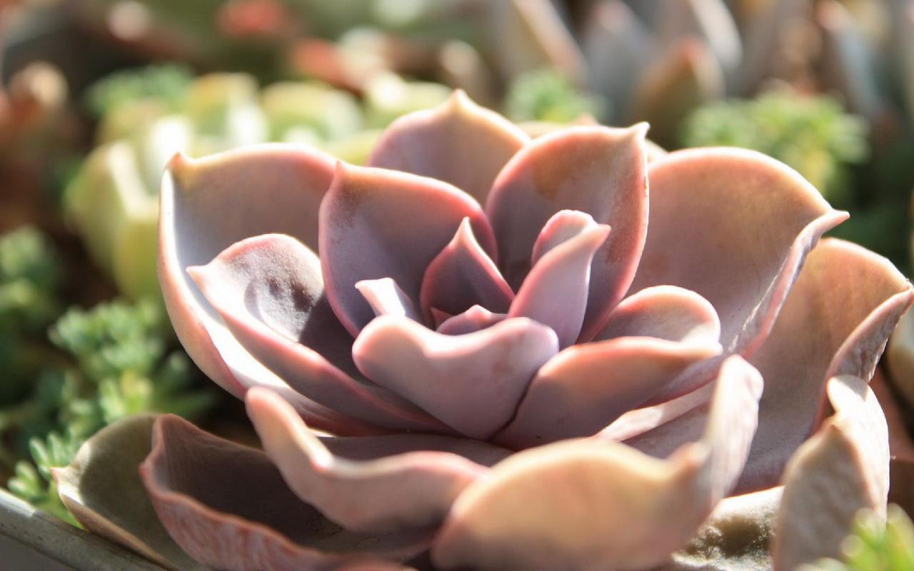 皮皮多肉市民亲子体验活动